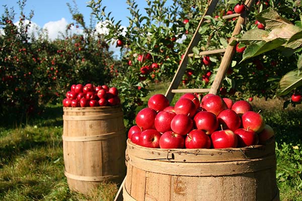 pommes